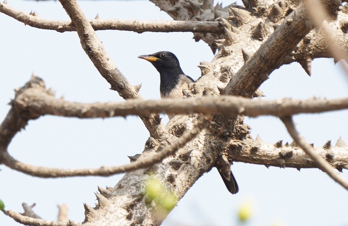 Rosy Starling - ML613131541