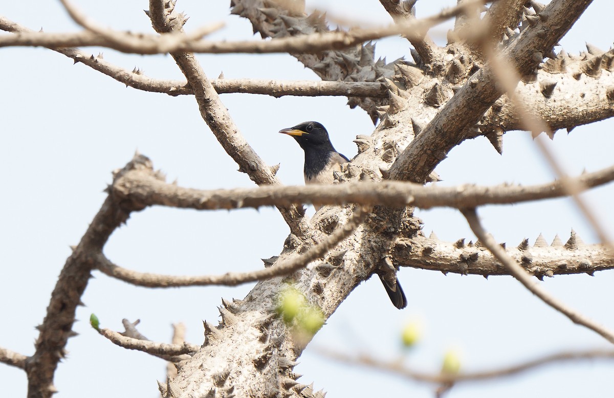 Rosy Starling - ML613131543