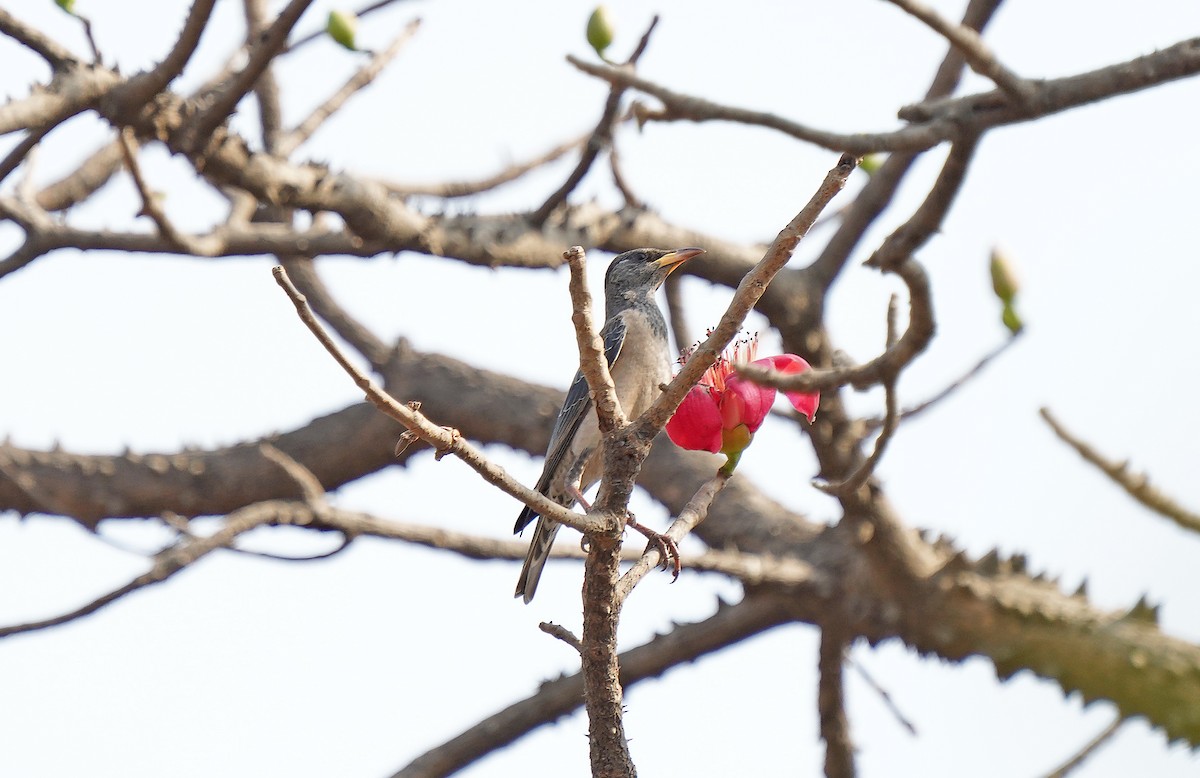 Rosy Starling - ML613131544