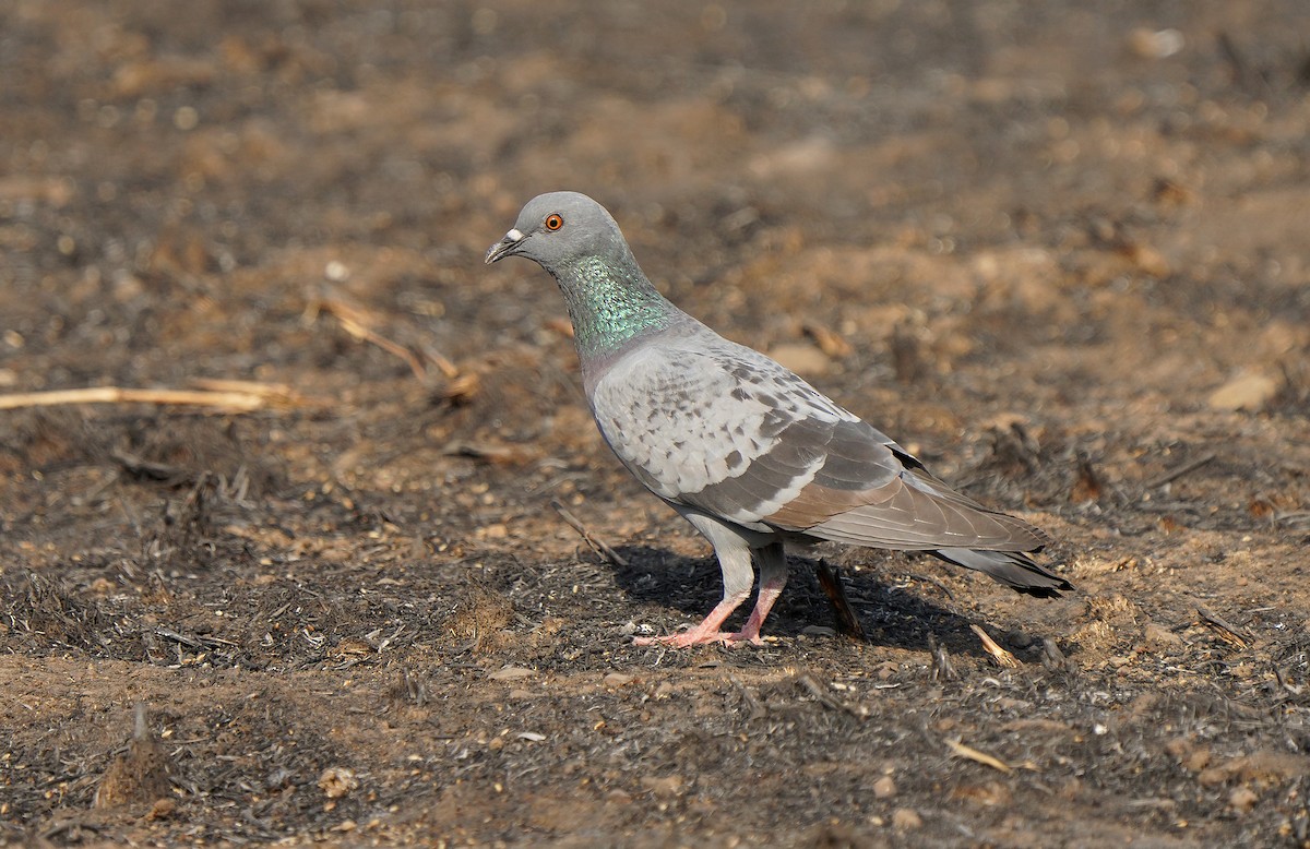 Rock Pigeon (Feral Pigeon) - ML613131550