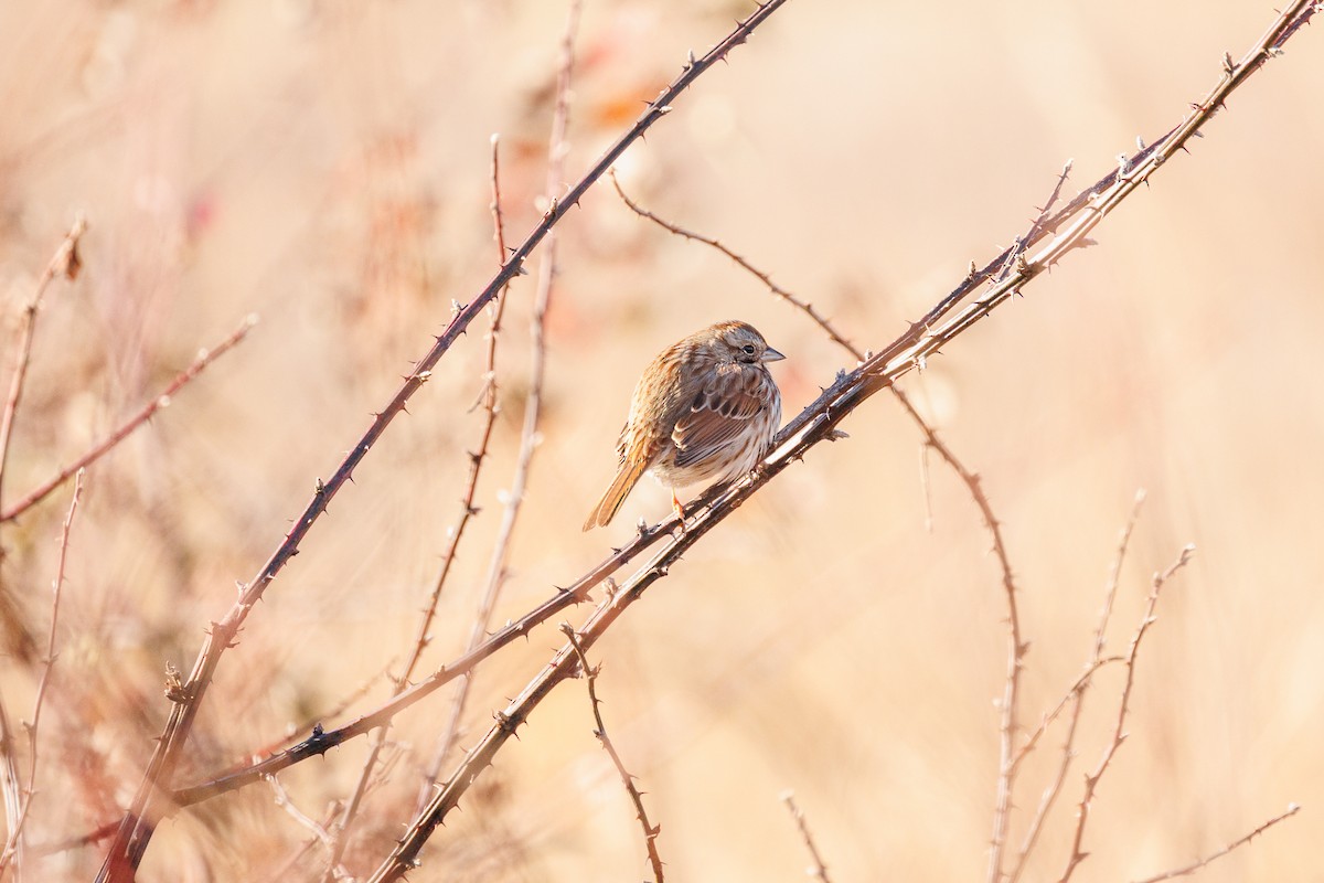 Song Sparrow - Leena M