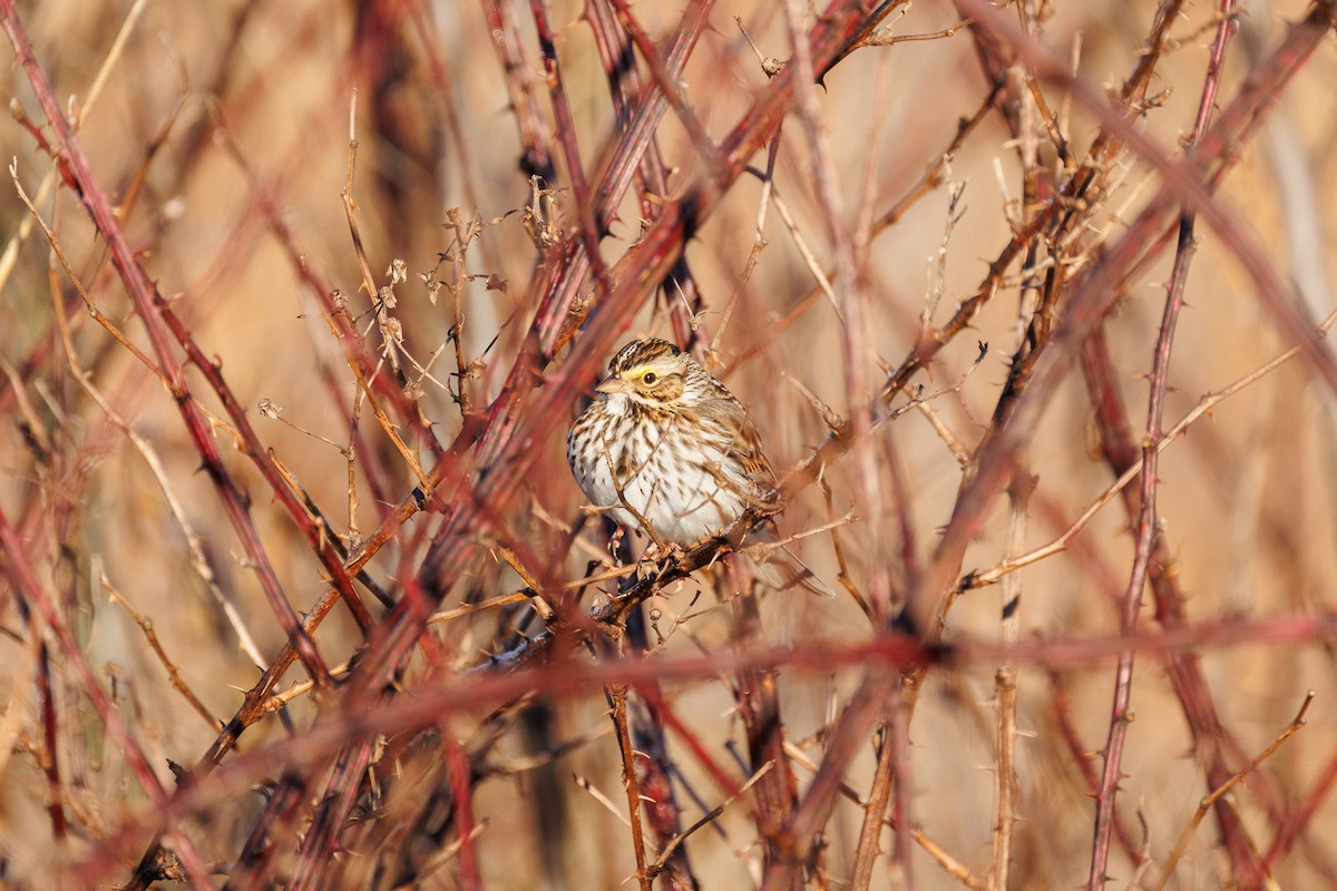 Savannah Sparrow - ML613131566