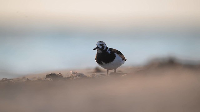 Ruddy Turnstone - ML613131572