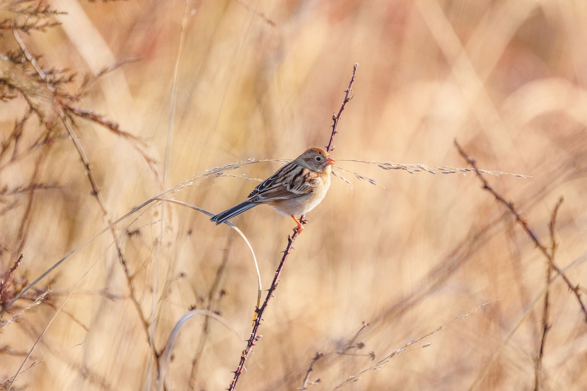 Field Sparrow - ML613131583