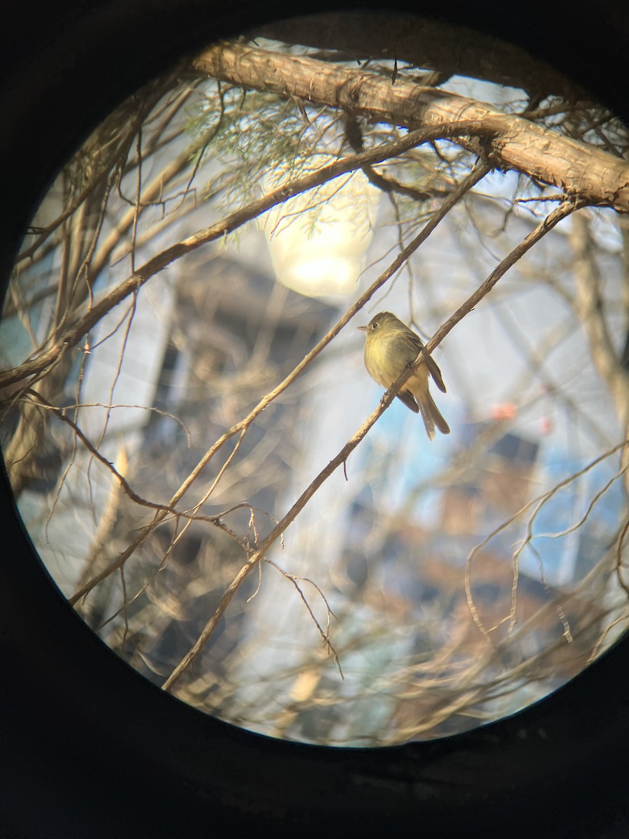 Western Flycatcher - ML613131695