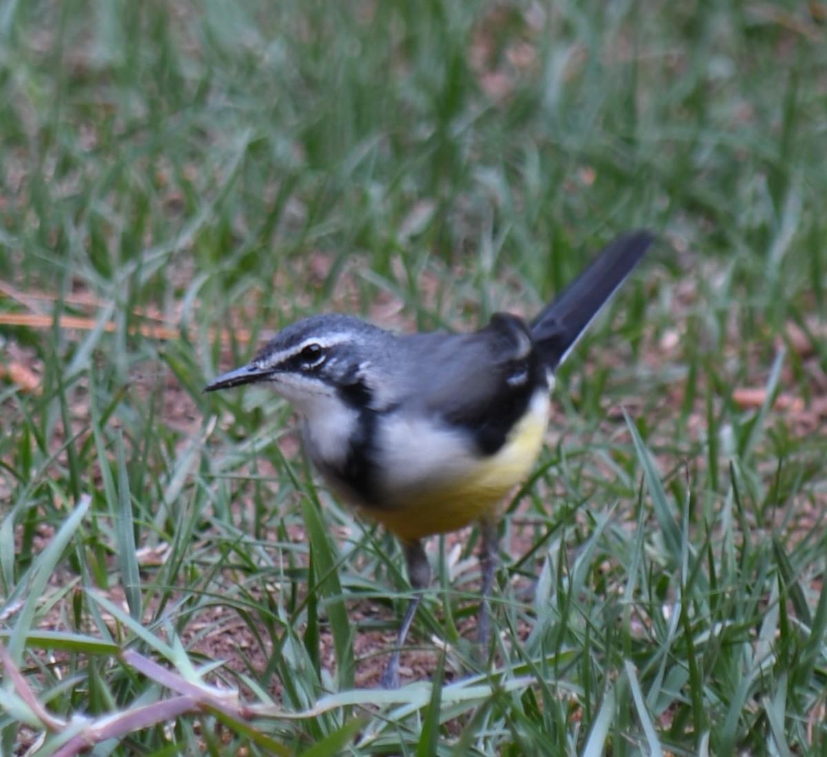 Madagascar Wagtail - ML613131697