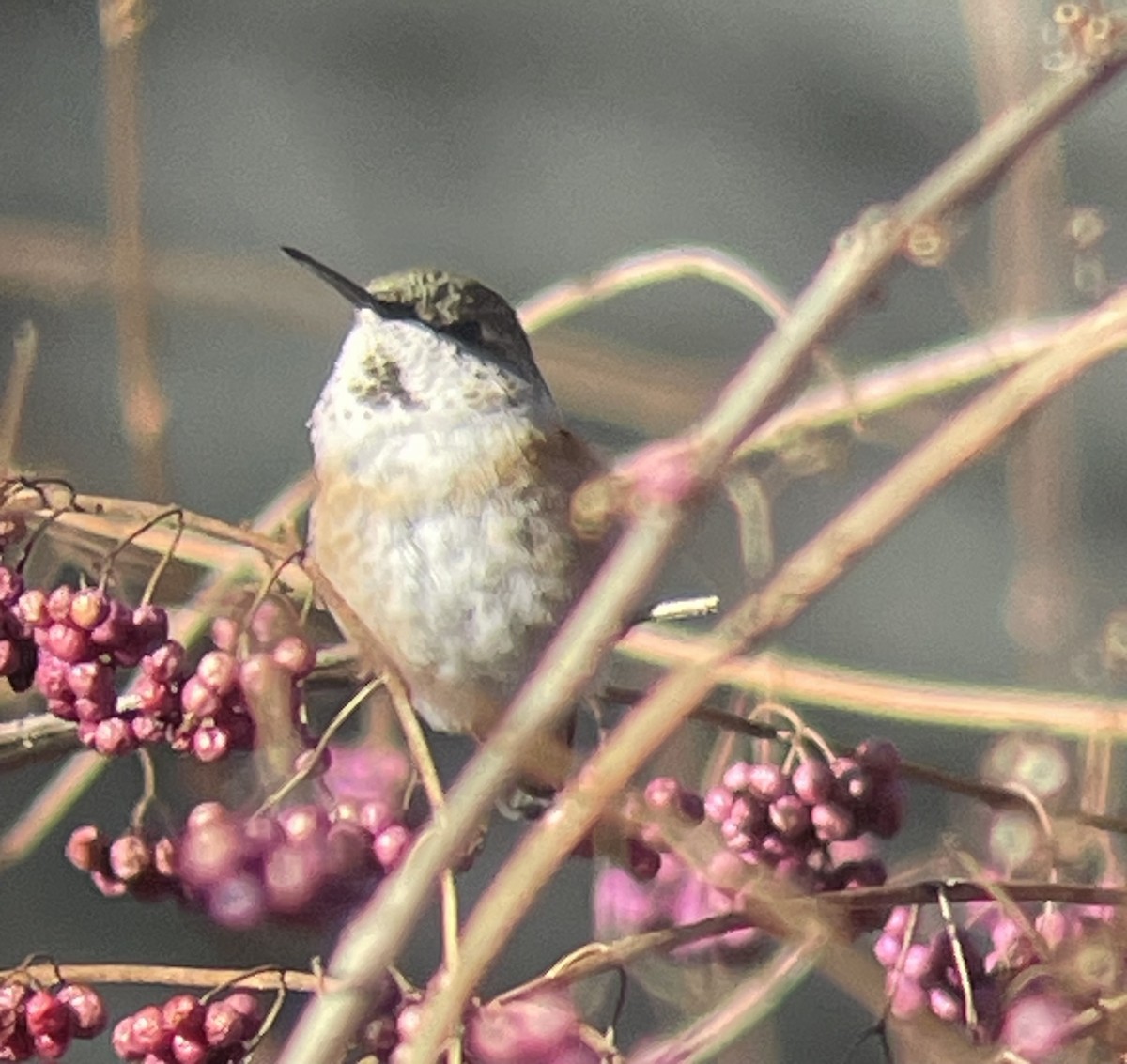 Rufous Hummingbird - ML613131810