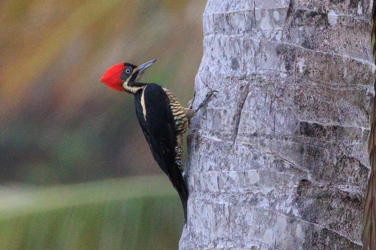 Lineated Woodpecker - ML613131877