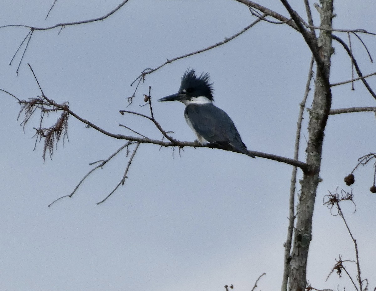 Belted Kingfisher - Kerry Eckhardt