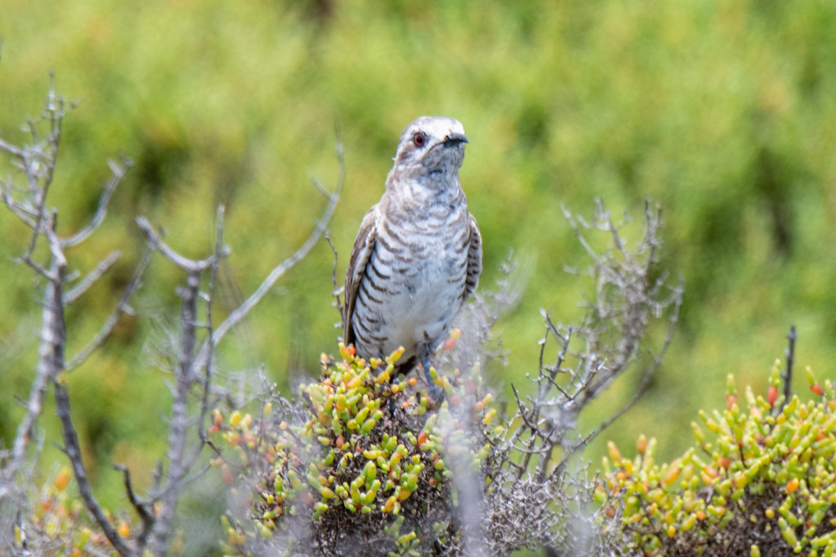 Horsfield's Bronze-Cuckoo - ML613131934