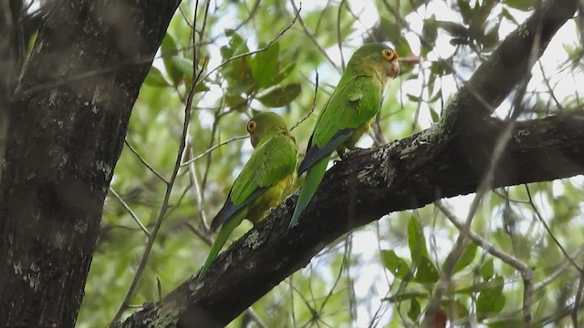 Conure à front rouge - ML613131974