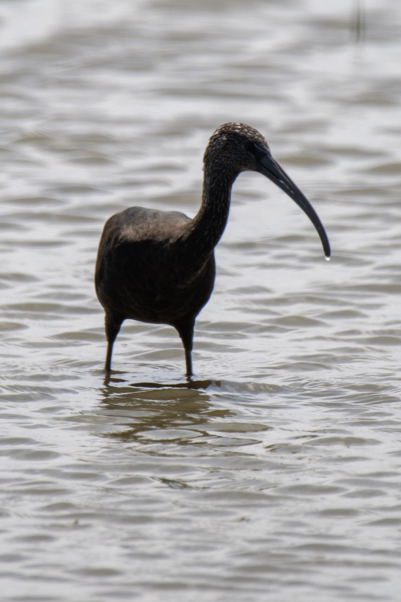 Glossy Ibis - ML613132027