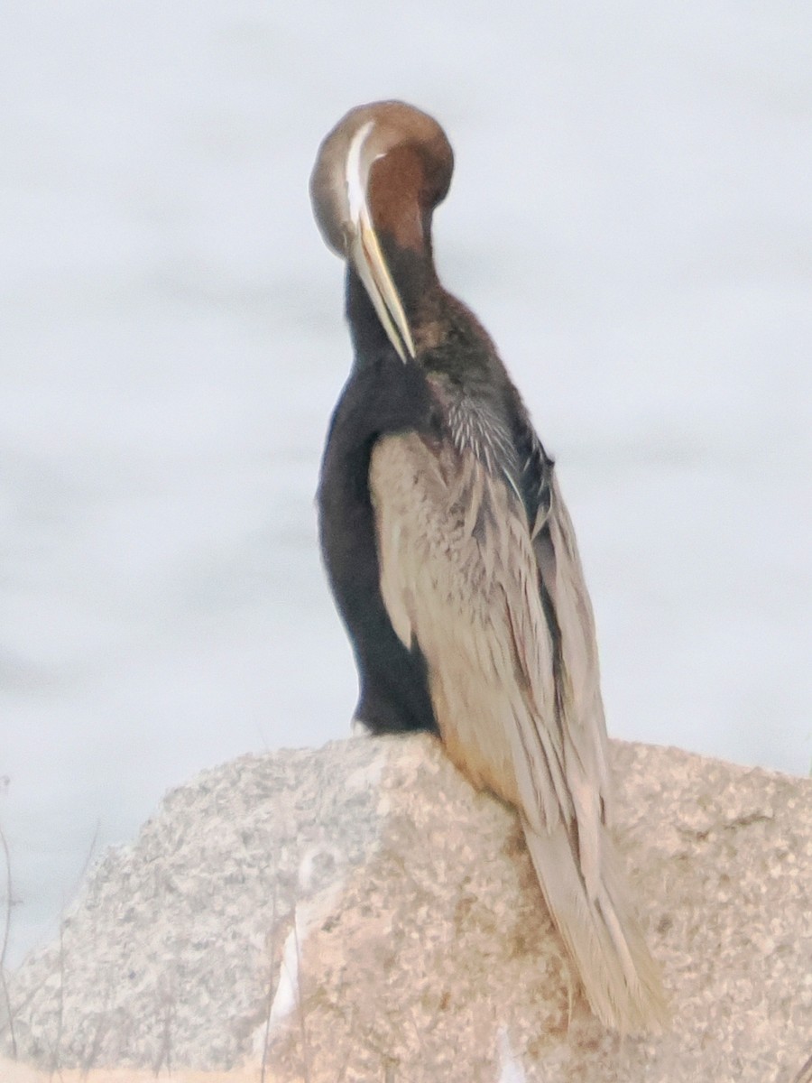 Anhinga Australiana - ML613132042