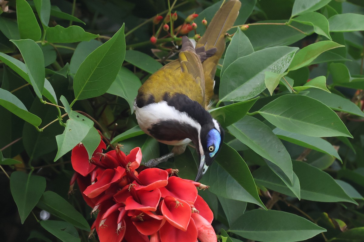 Blue-faced Honeyeater - Dennis Devers