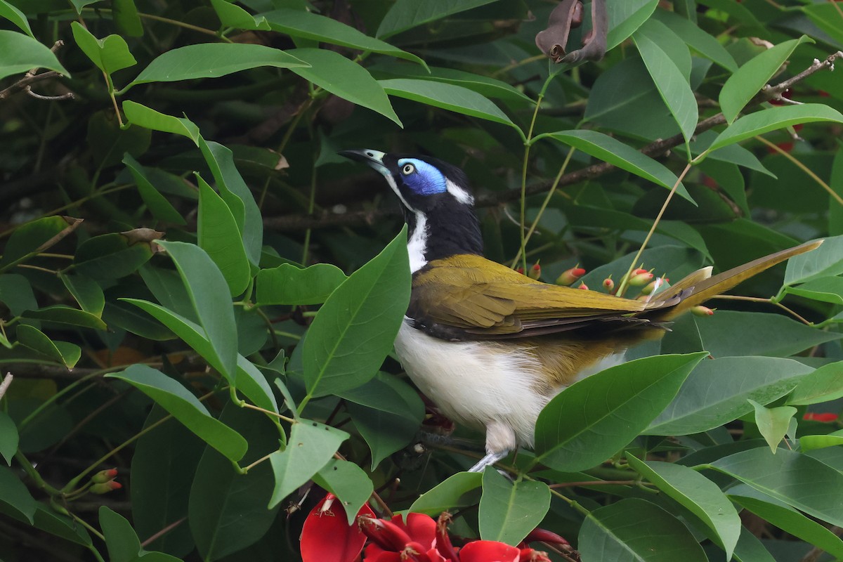 Blue-faced Honeyeater - ML613132051