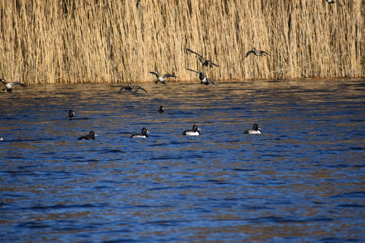 Ring-necked Duck - ML613132096