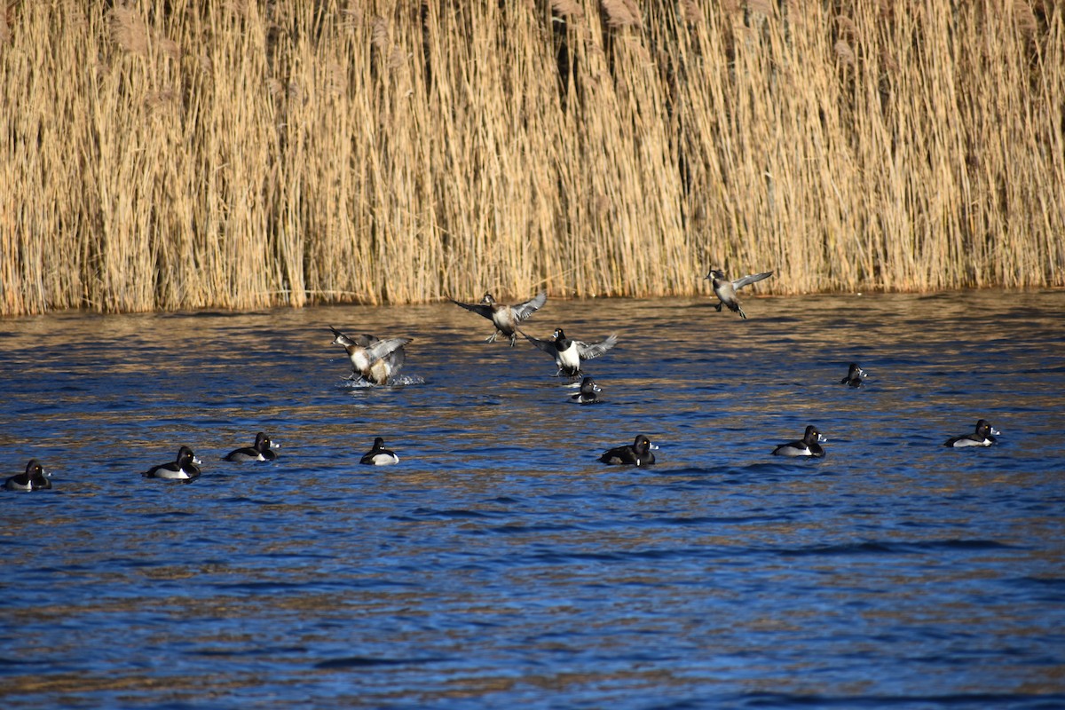 Ring-necked Duck - ML613132097