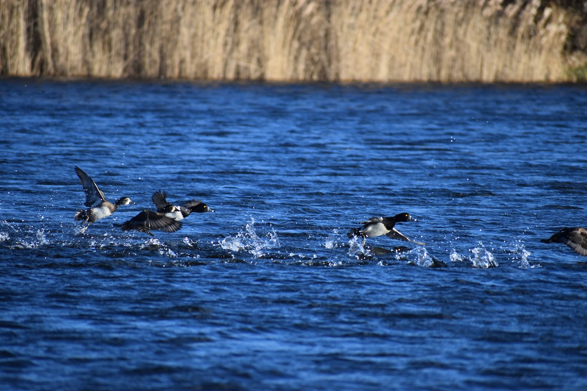 環頸潛鴨 - ML613132099