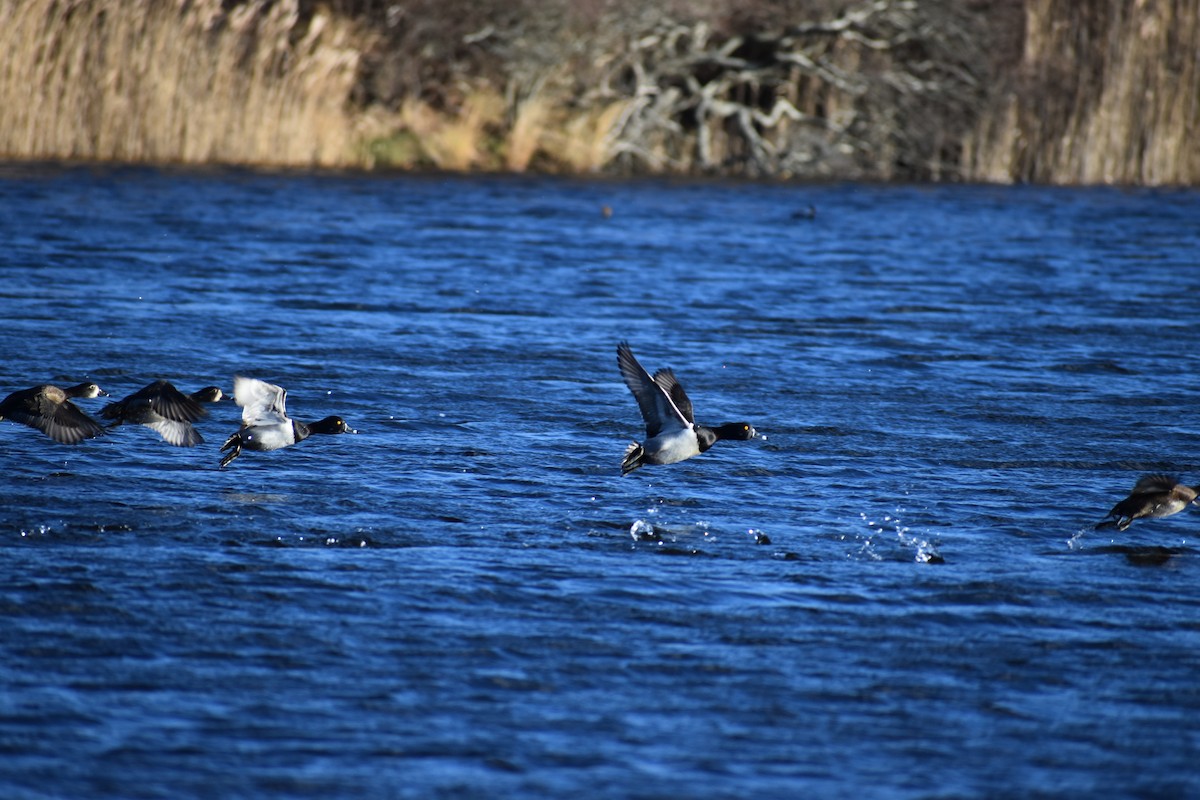 Ring-necked Duck - ML613132100