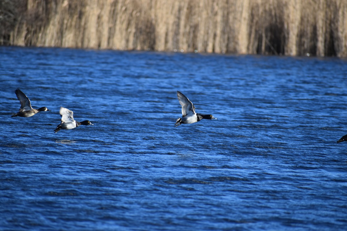 Ring-necked Duck - ML613132101