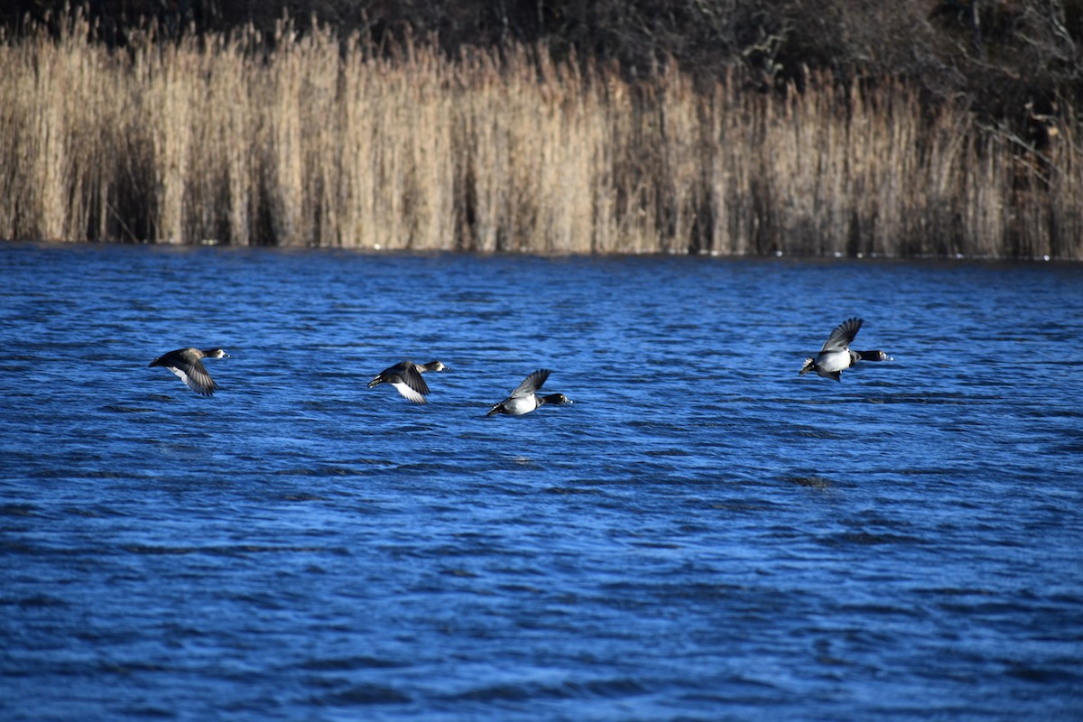 Ring-necked Duck - ML613132102