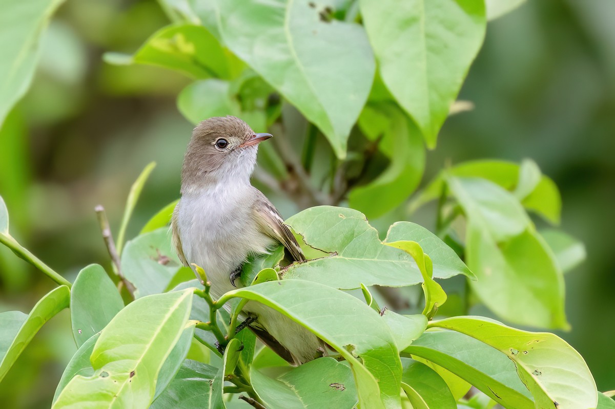 Small-billed Elaenia - Marcos Eugênio Birding Guide