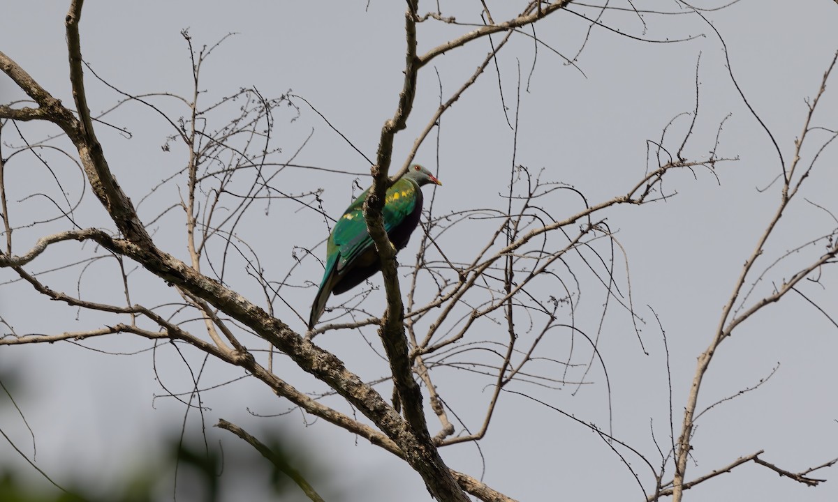 Wompoo Fruit-Dove - Paul Fenwick