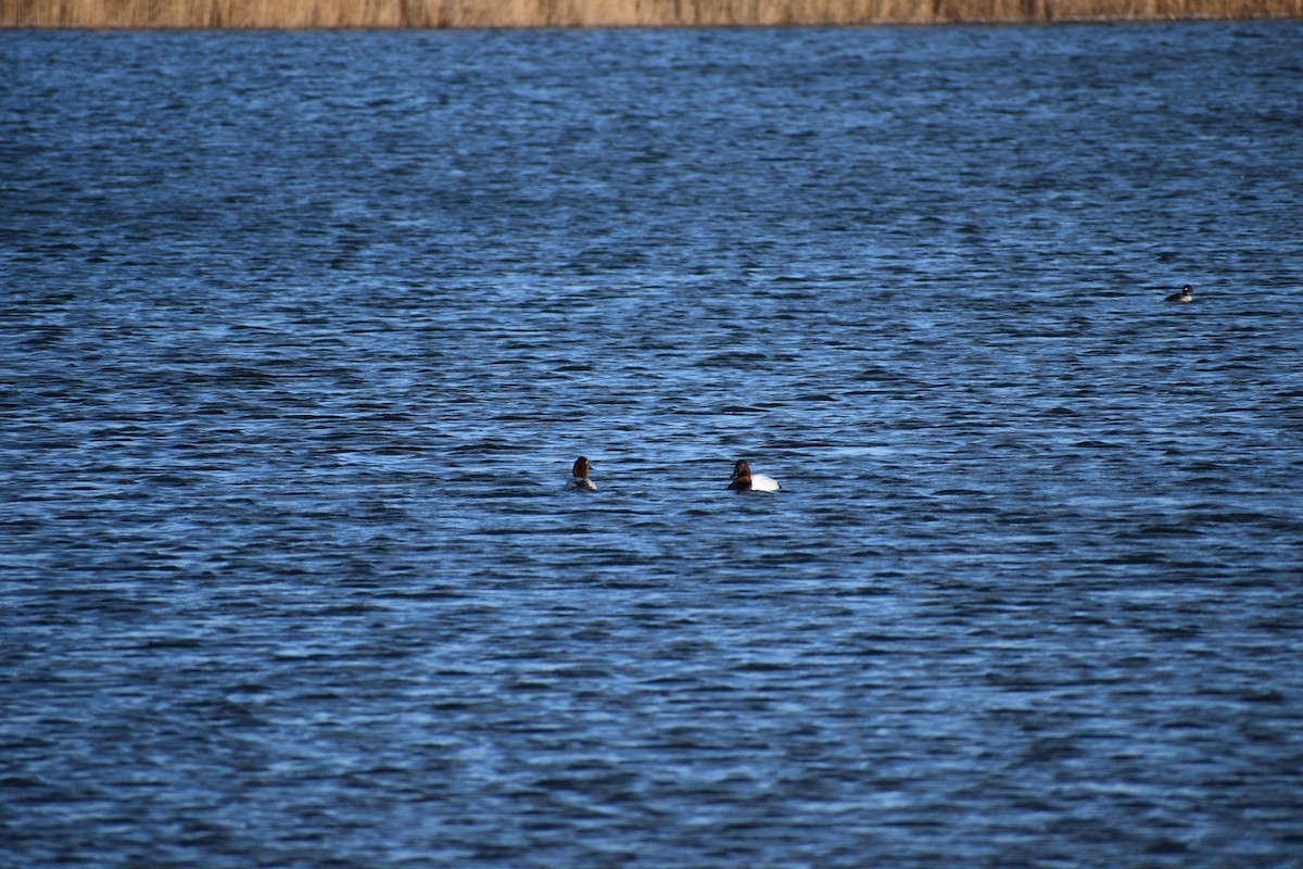 Canvasback - ML613132236