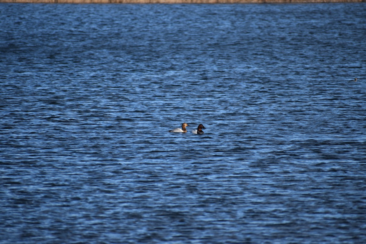 Canvasback - ML613132238