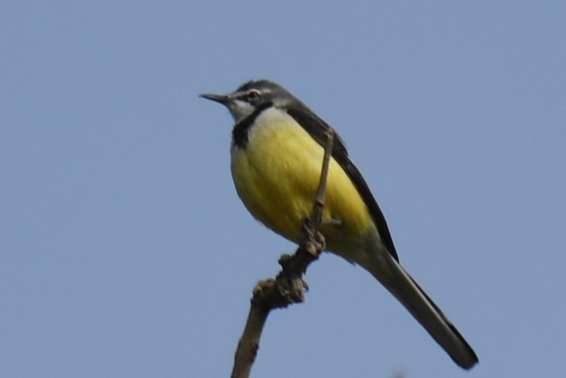 Madagascar Wagtail - Claudius  Feger