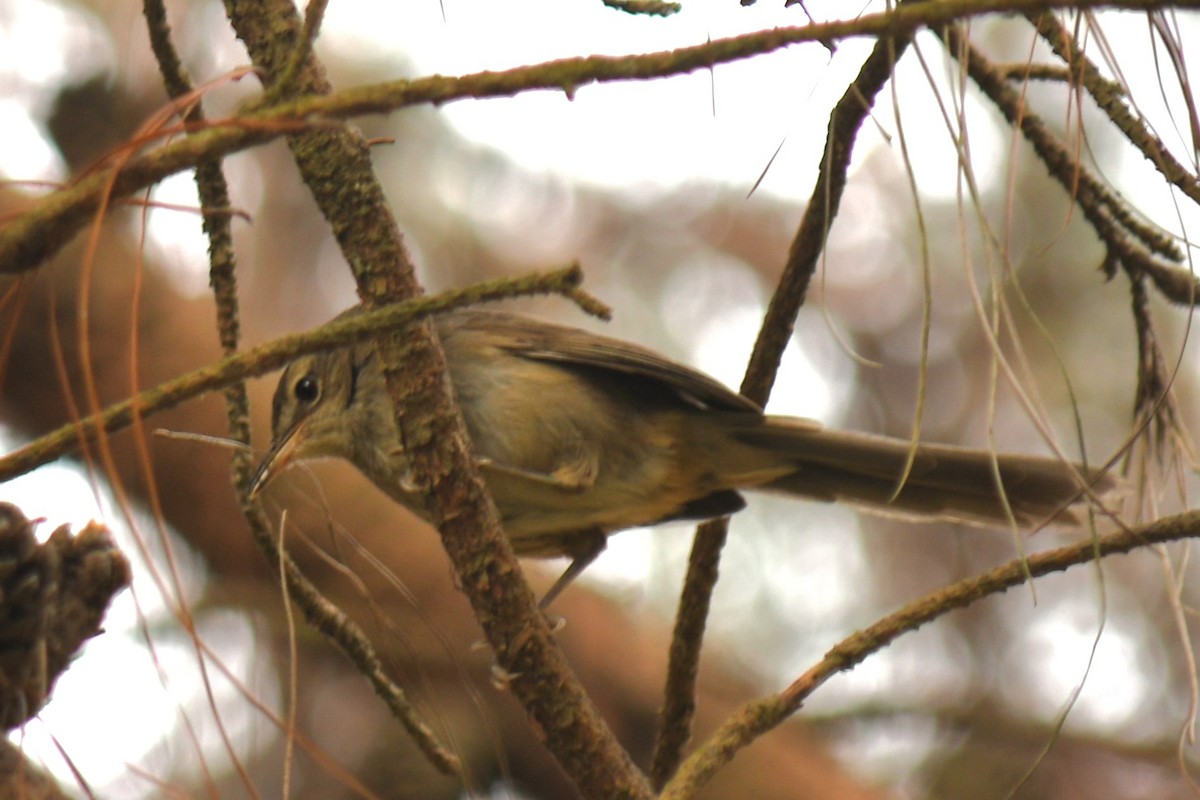 Malagasy Brush-Warbler (Malagasy) - Claudius  Feger