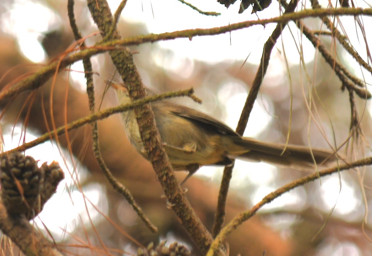 Malagasy Brush-Warbler (Malagasy) - ML613132263