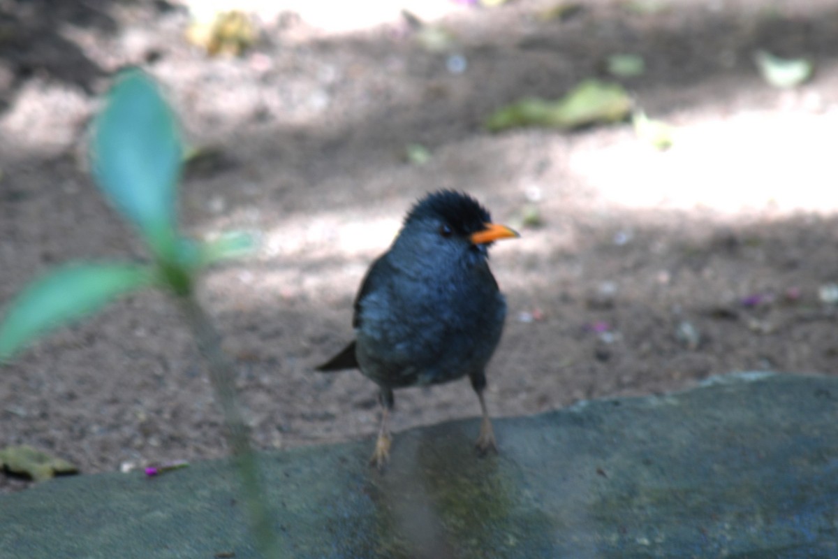 Malagasy Bulbul - ML613132325