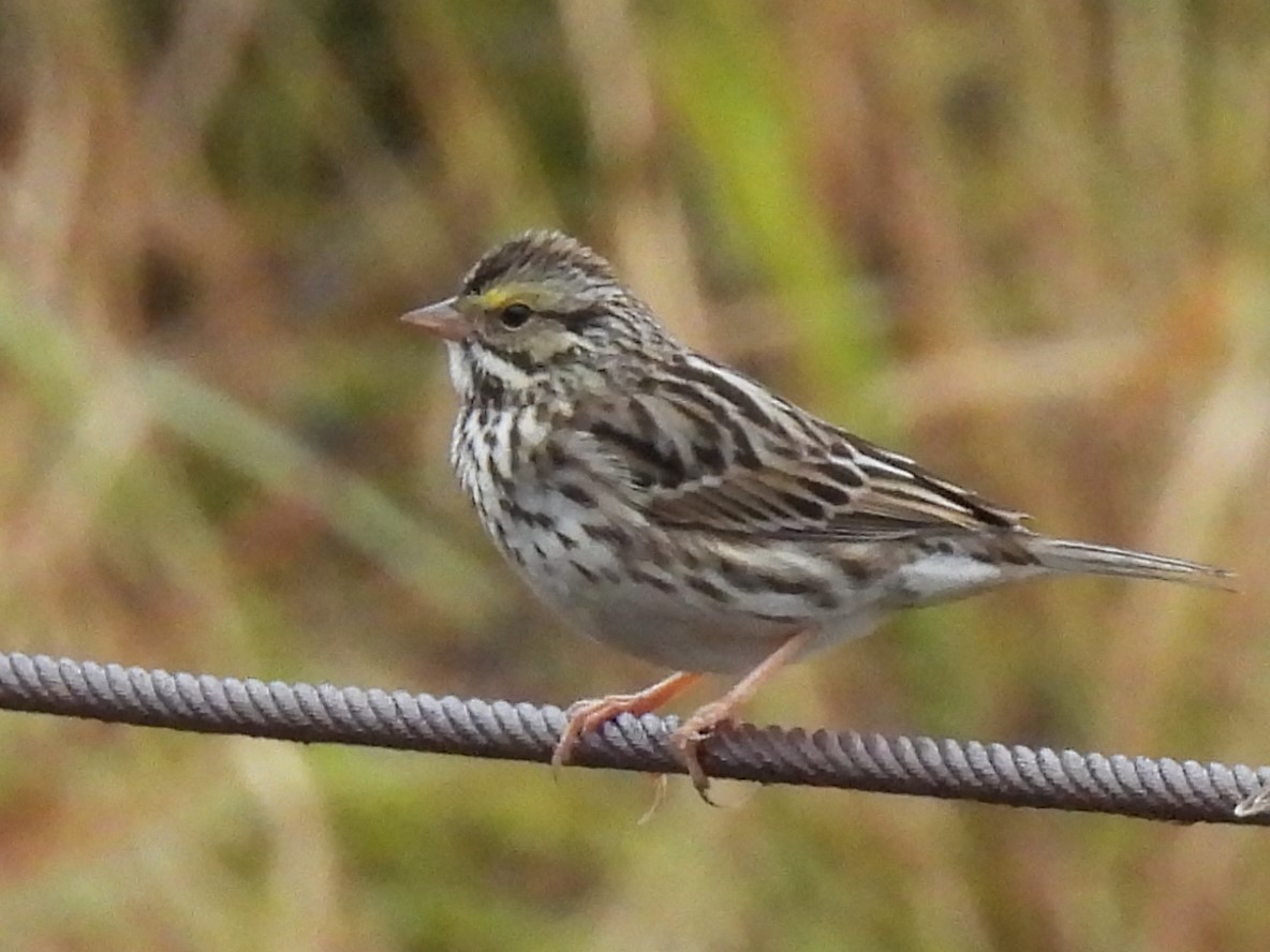 Savannah Sparrow - ML613132334