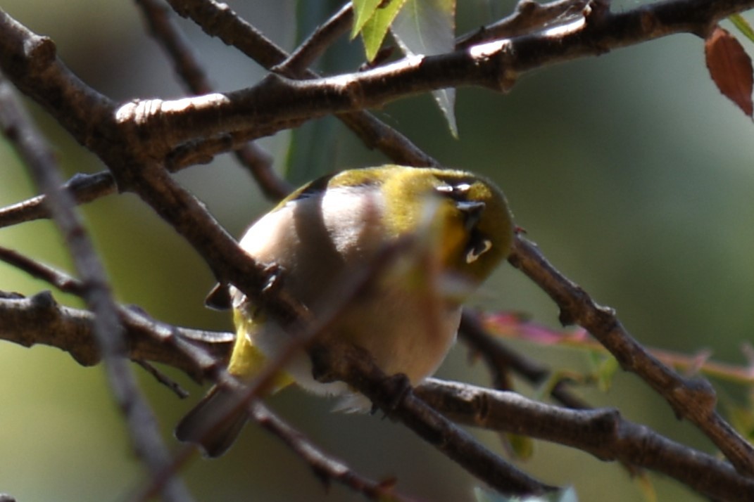 Zostérops malgache - ML613132344