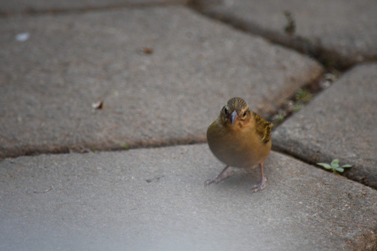 Malagasy White-eye - ML613132346