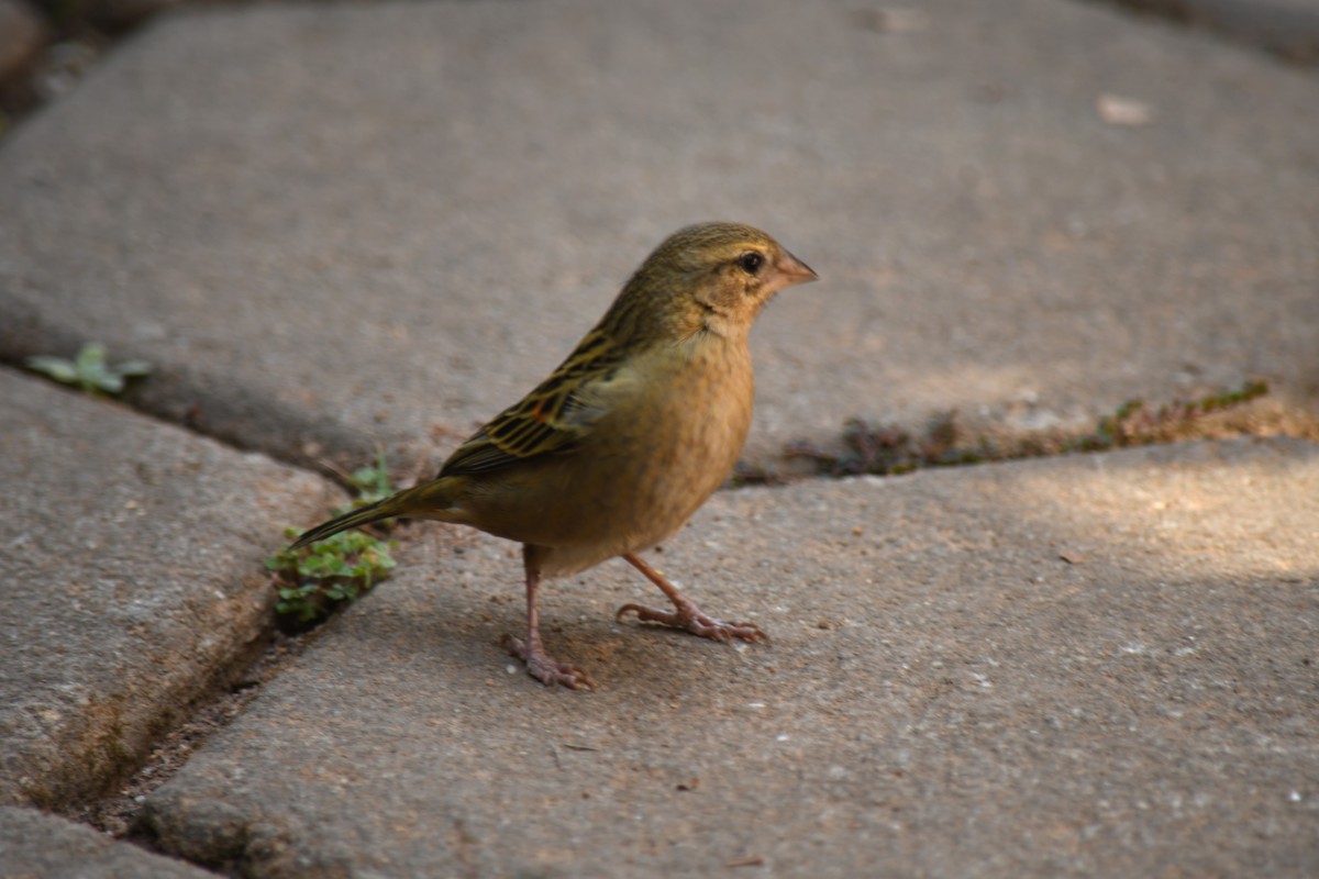 Madagaskarbrillenvogel - ML613132347