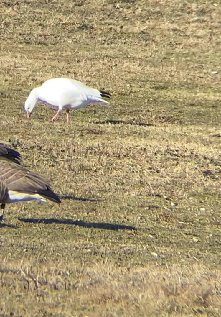 Ross's Goose - ML613132388