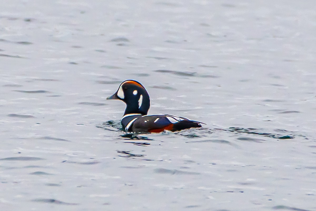 Harlequin Duck - ML613132431