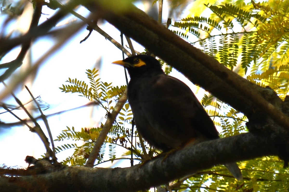 Common Myna - Claudius  Feger