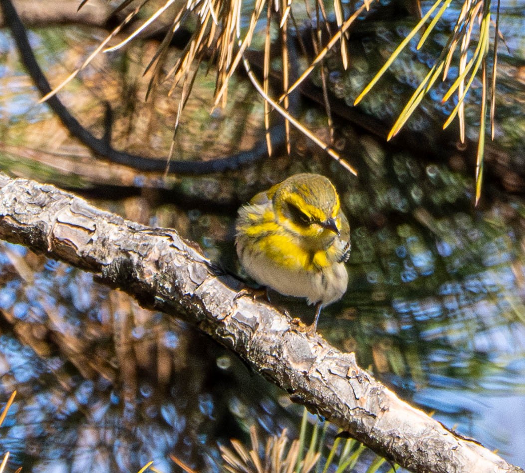 Townsend's Warbler - Gerald McGee