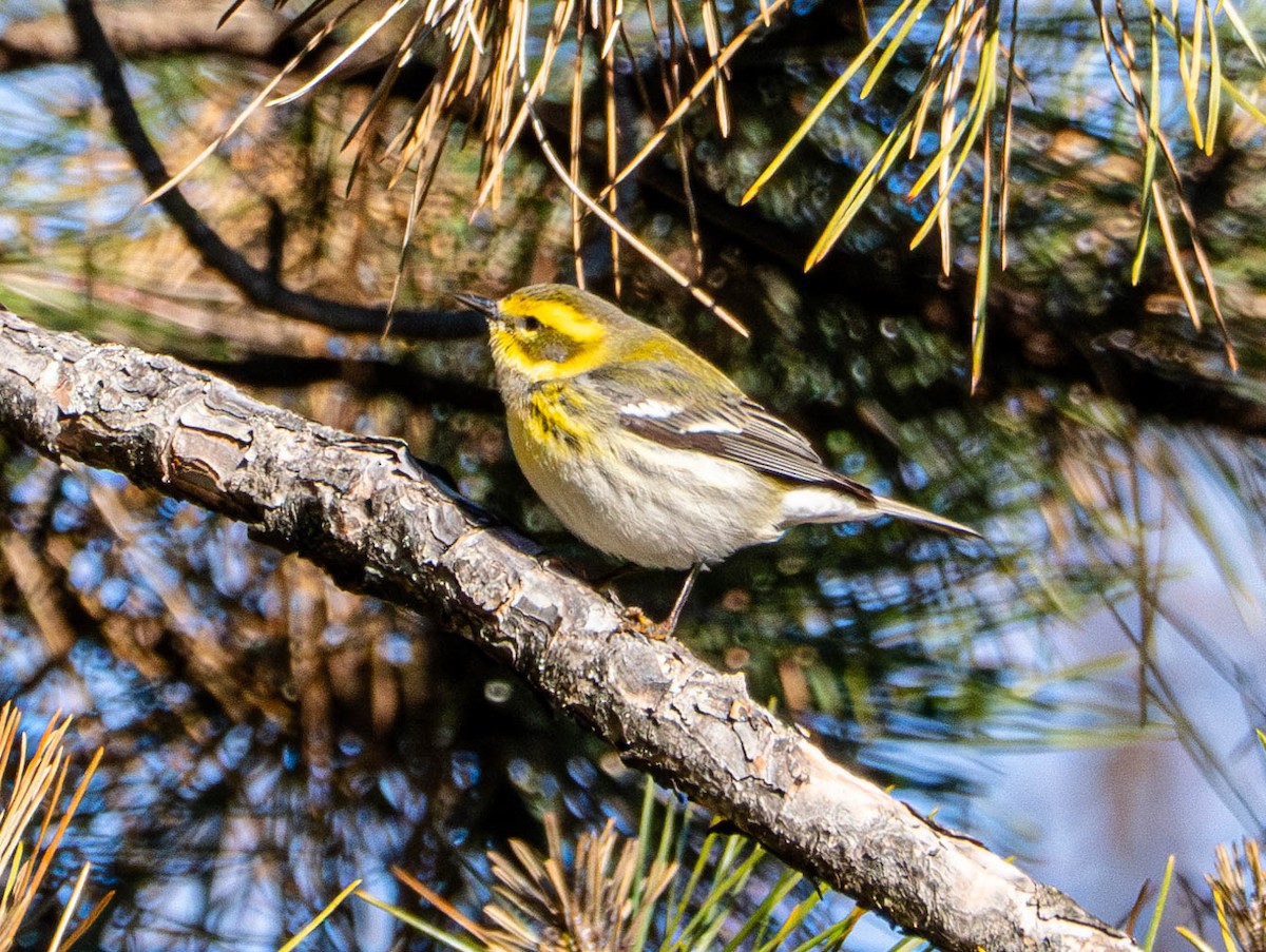 Townsend's Warbler - Gerald McGee