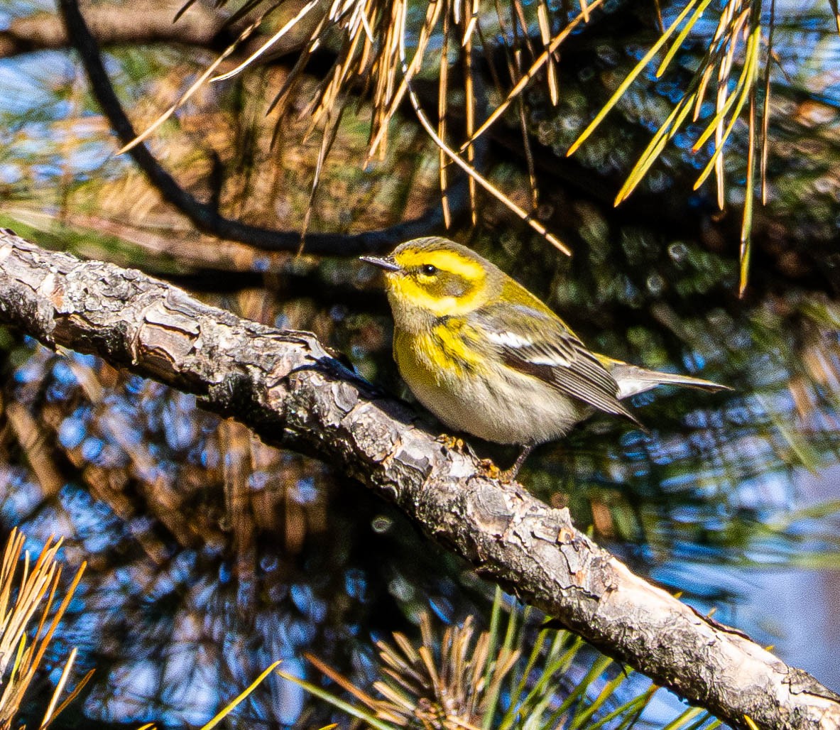 Townsend's Warbler - Gerald McGee