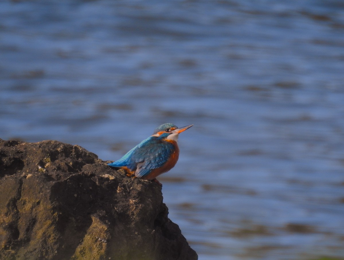 Common Kingfisher - Marta Cuesta Fernández