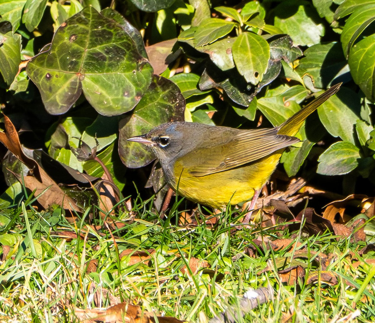 MacGillivray's Warbler - Gerald McGee