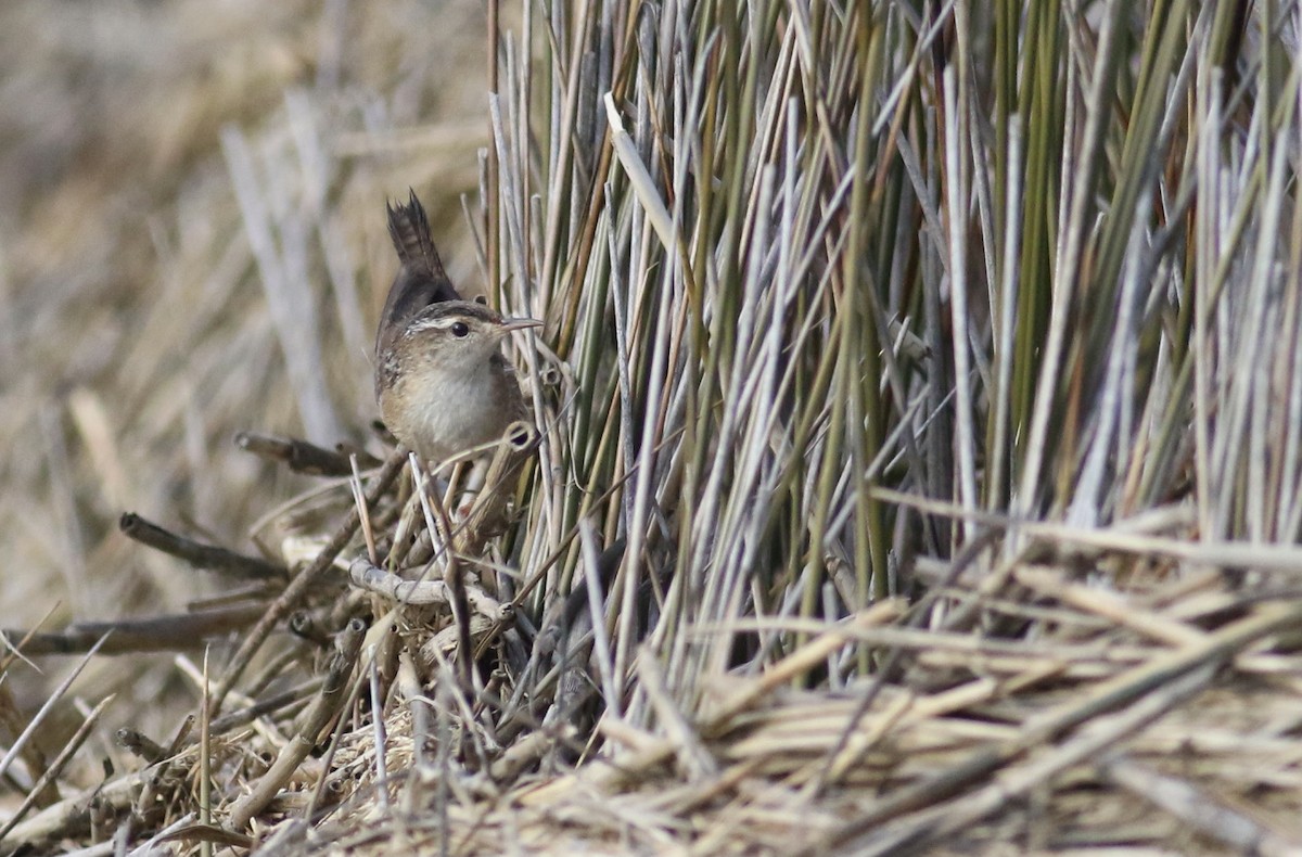 Marsh Wren - ML613132610