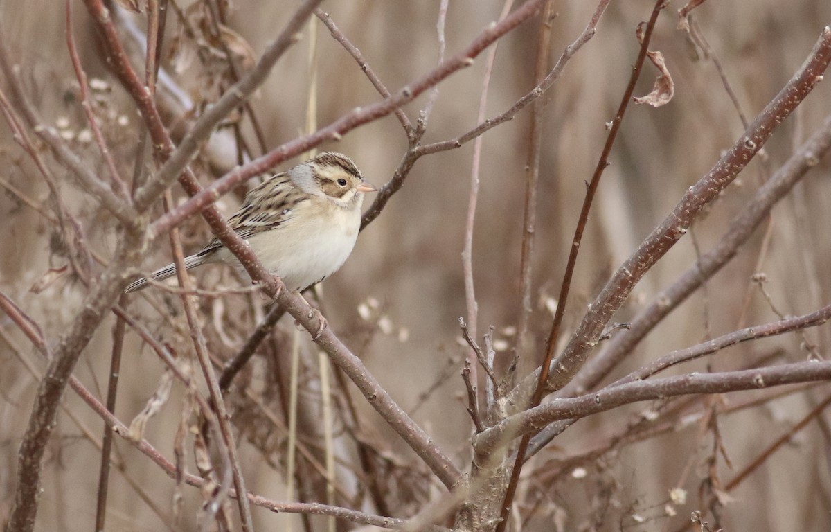 Clay-colored Sparrow - Theo Staengl