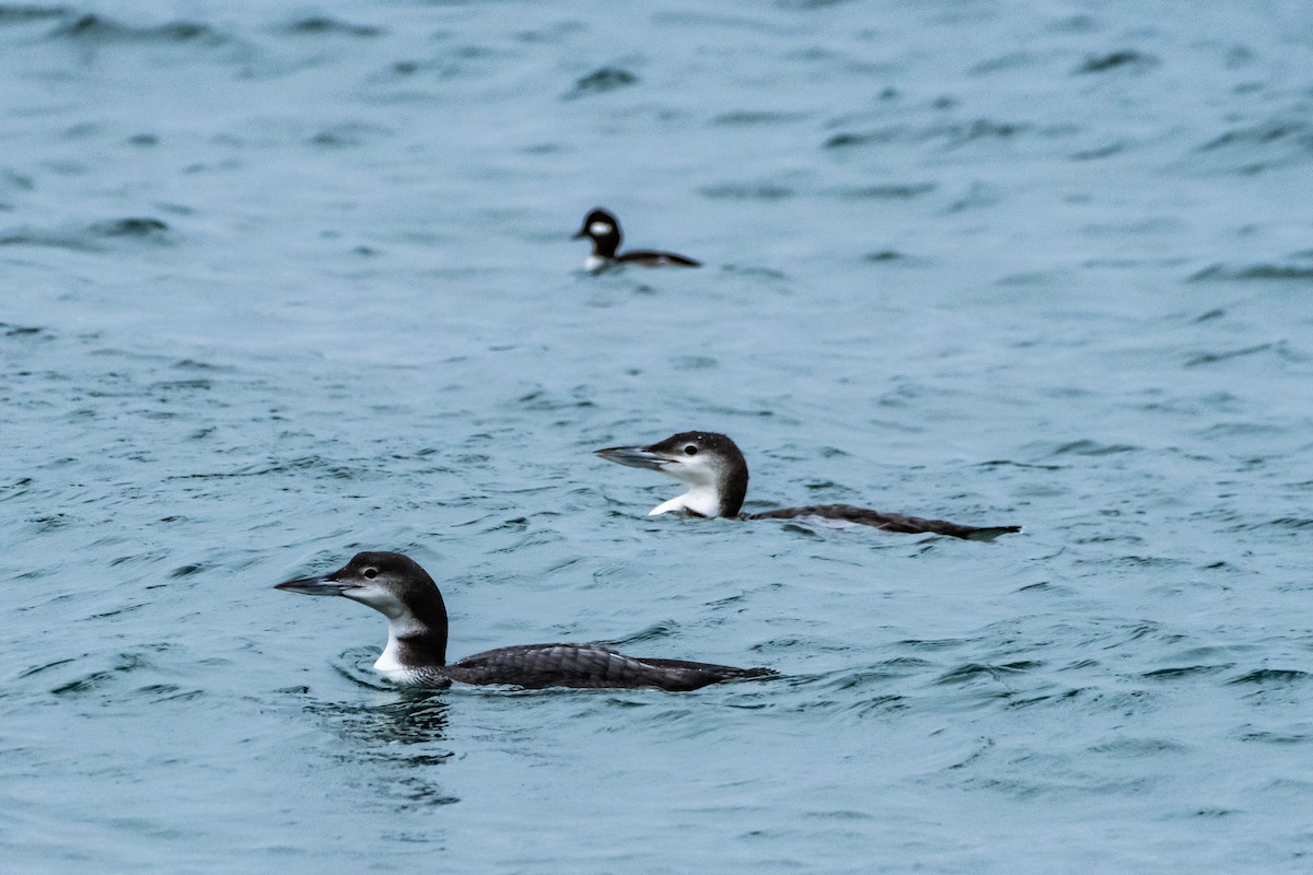 Plongeon huard - ML613132637