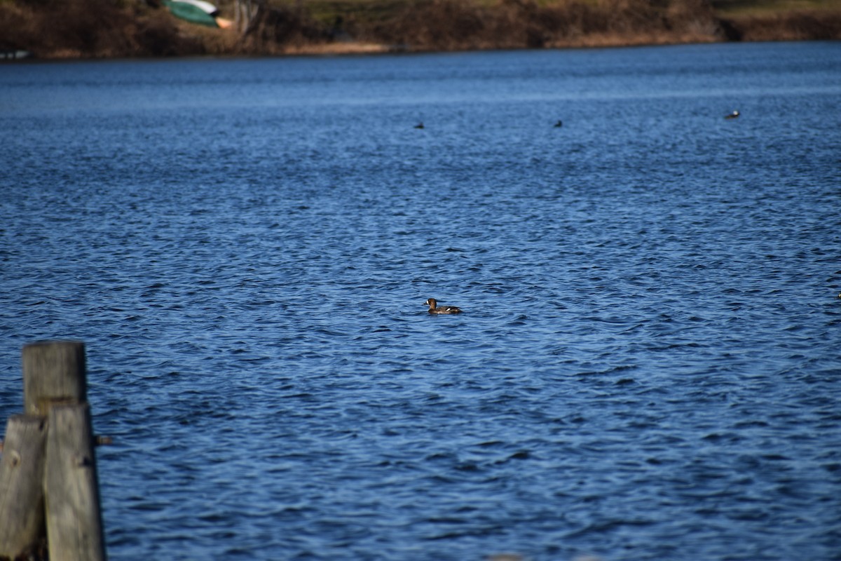 Greater/Lesser Scaup - ML613132686