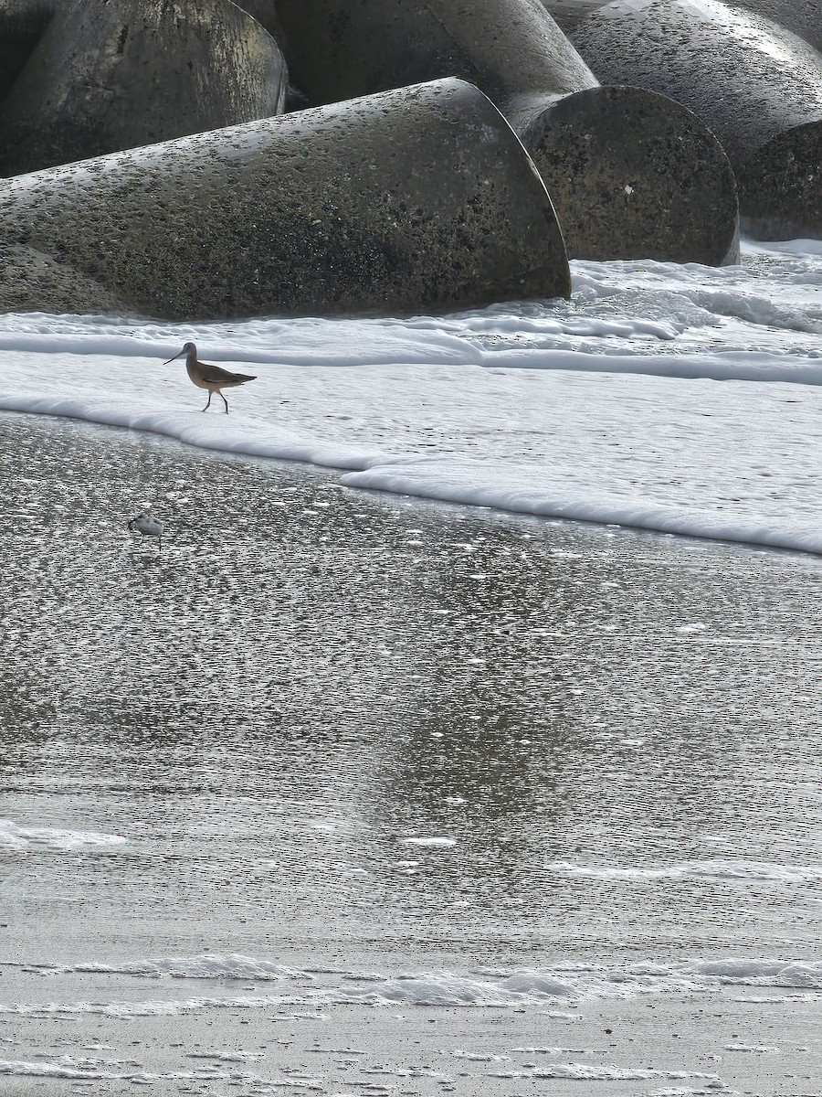 Marbled Godwit - ML613132720